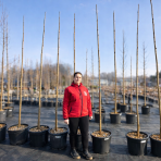 Paulovnia plstnatá (Paulownia tomentosa) ´HULSDONK´ - výška 300-320 cm, obvod kmeňa 10/12 cm, kont. C35L
